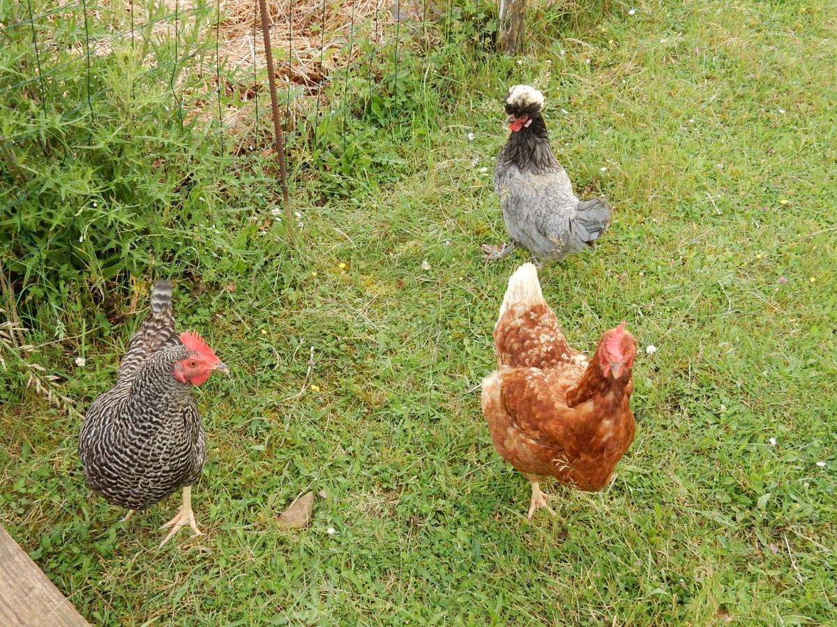 Fount De Cousteno Limbrassac Dış mekan fotoğraf